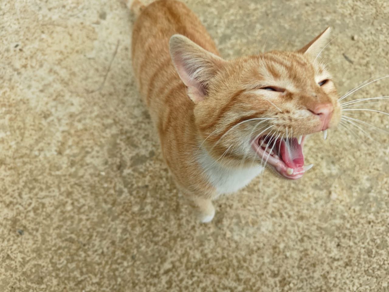 Pet